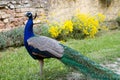 Peacock at the ecomusee in Alsace Royalty Free Stock Photo